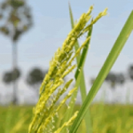 Credito Agrario