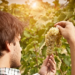 Assicurazioni: nuova TractorCare